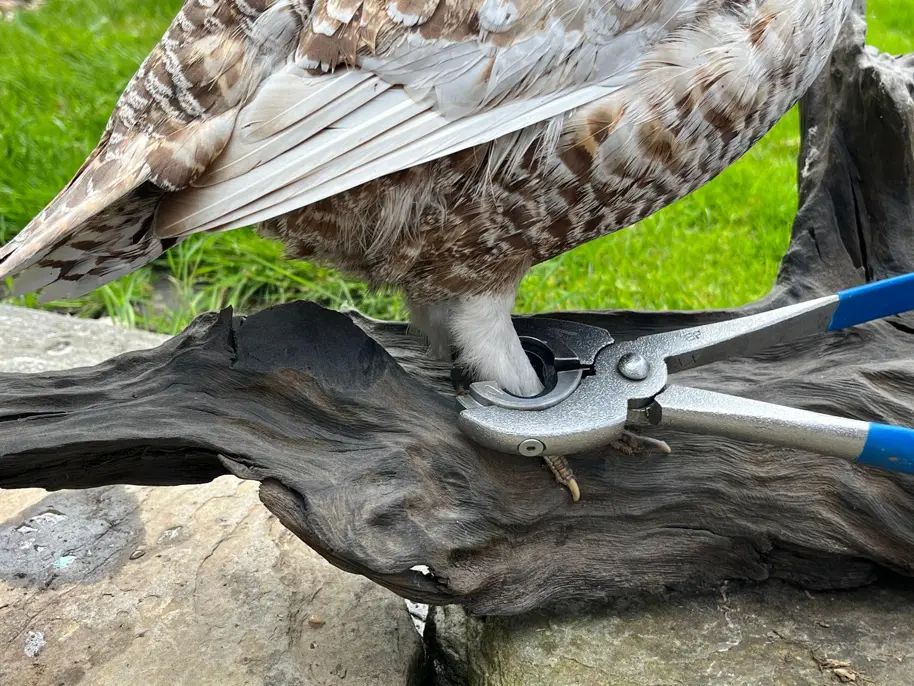 Easy handling of the banding pliers during bird ringing