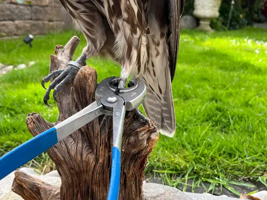 Raptor address ring pliers in use