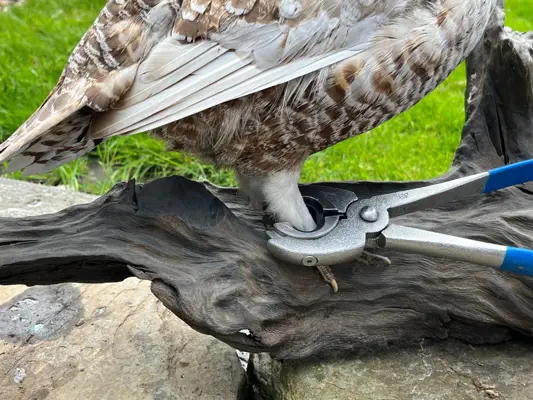 Wild game being ringed