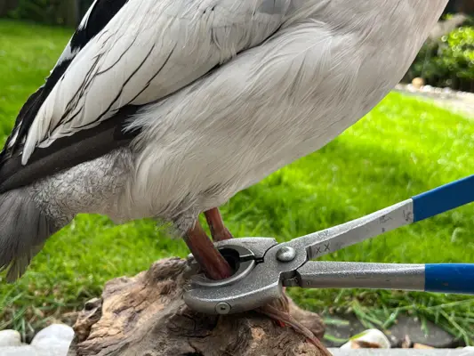 Duck being fitted with a ring