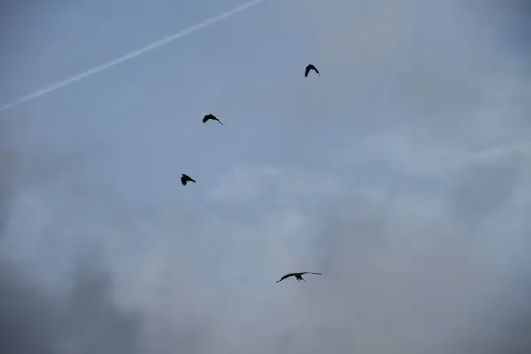 Gyrfalcon hunting crows in the field