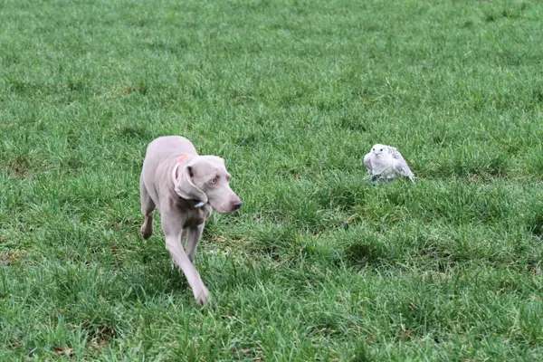 Weimaraner dog and gyrfalcon in a meadow